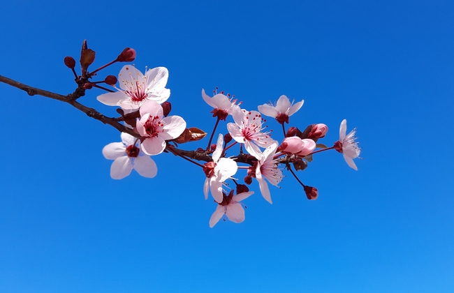 春天粉色杏仁花开花图片