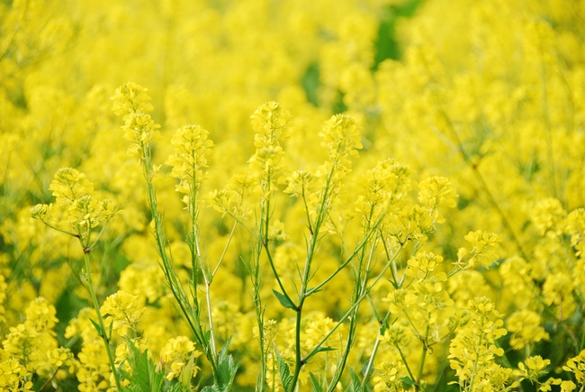 金色油菜花花海风景摄影图片