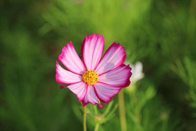 微距特写野生格桑花图片