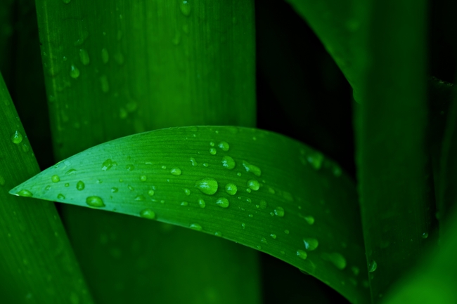 清新养眼绿叶水珠图片