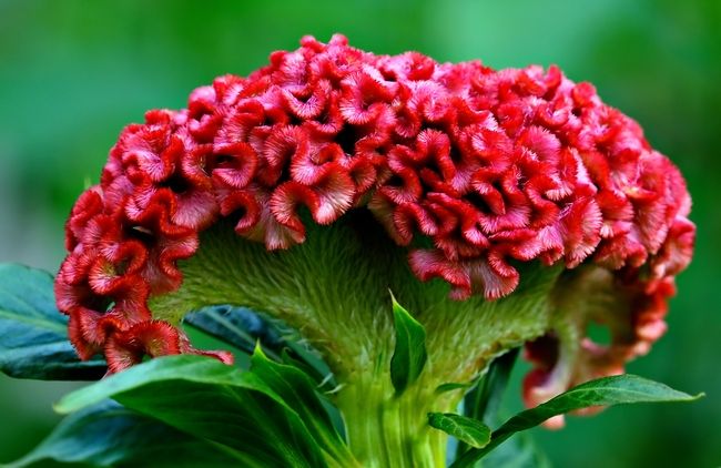 微距特写红色鸡冠花图片