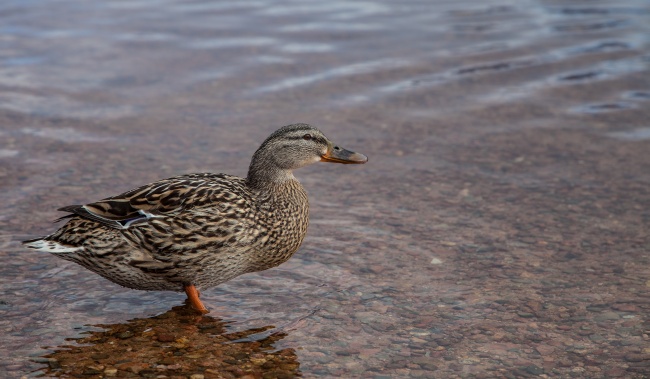 水中的鸭子图片