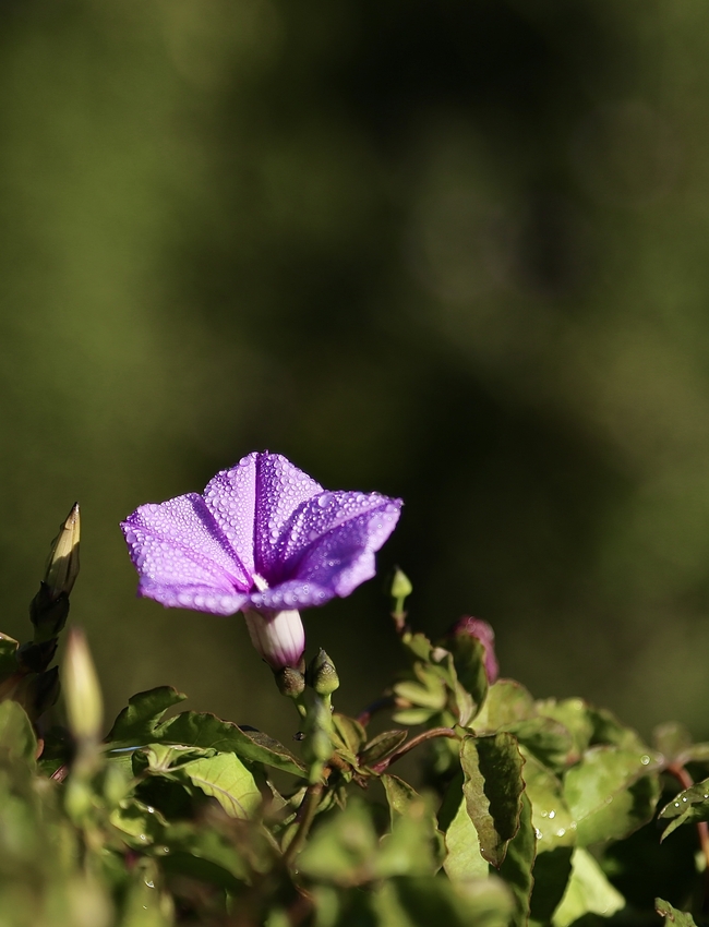 春天紫色喇叭牵牛花图片
