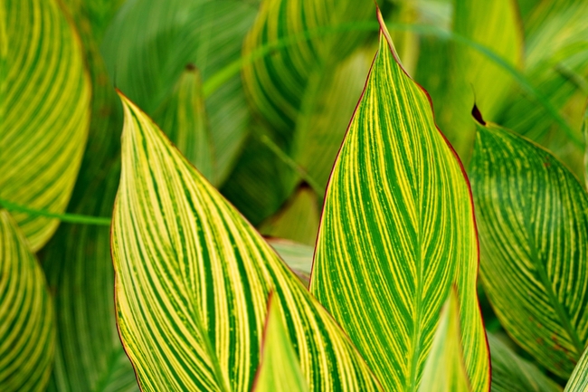 美人蕉叶子微距特写图片