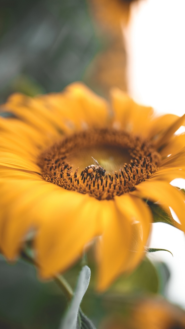美丽向日葵微距摄影图