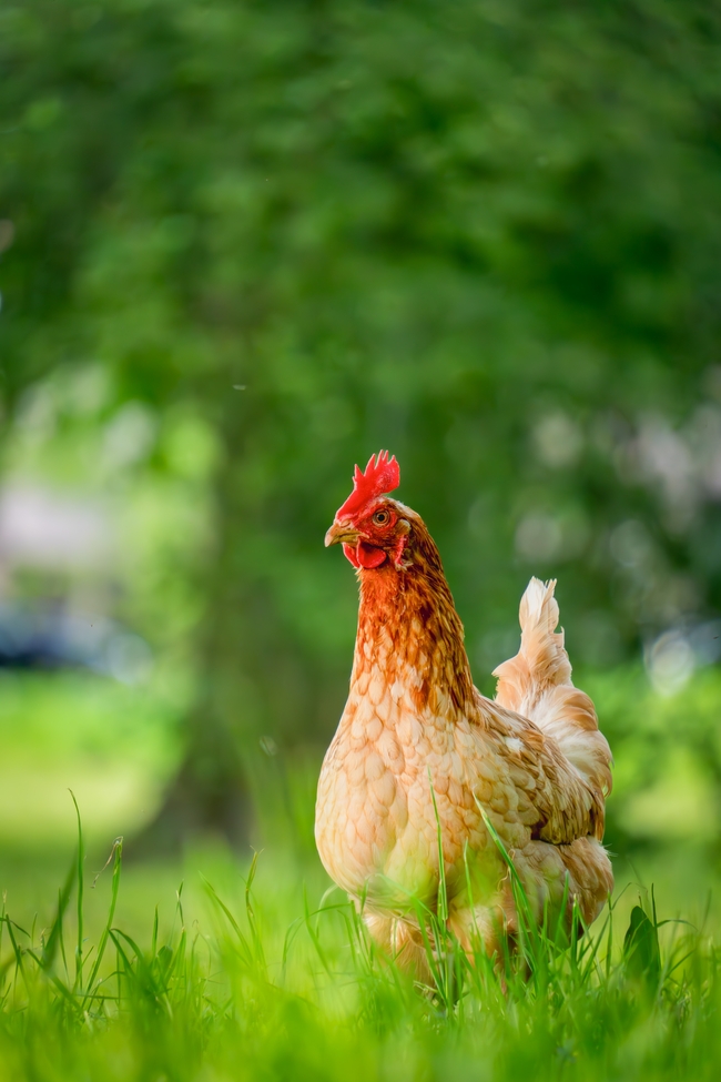 春天绿色草丛公鸡觅食图片
