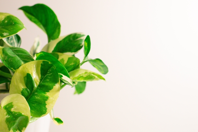 绿色护眼盆栽植物图片