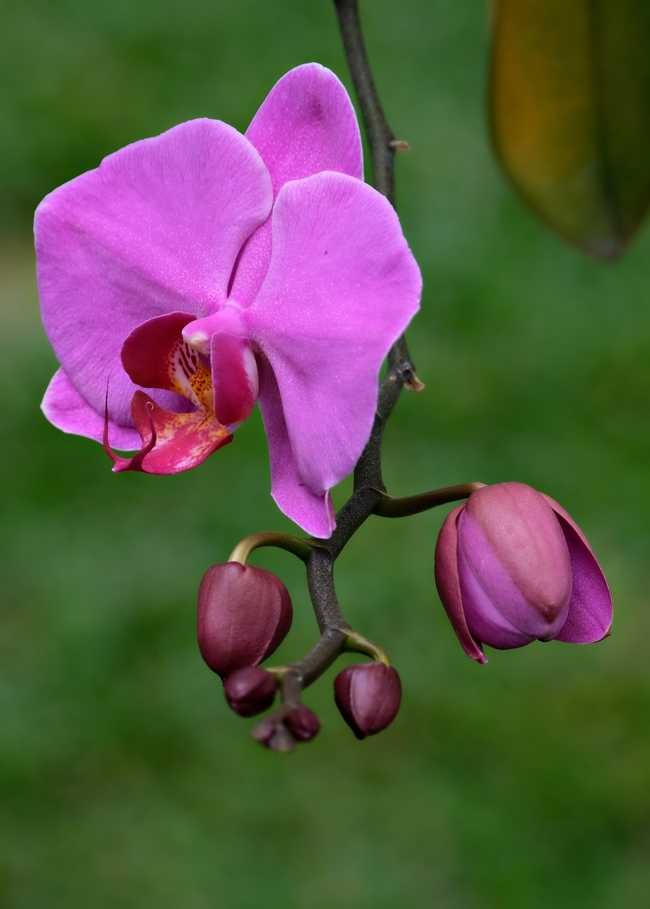 一朵紫色的兰花盛开图片