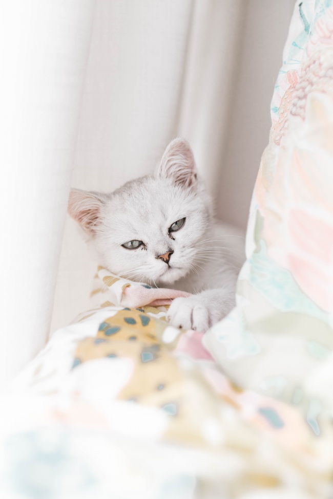 呆萌小猫写真图片
