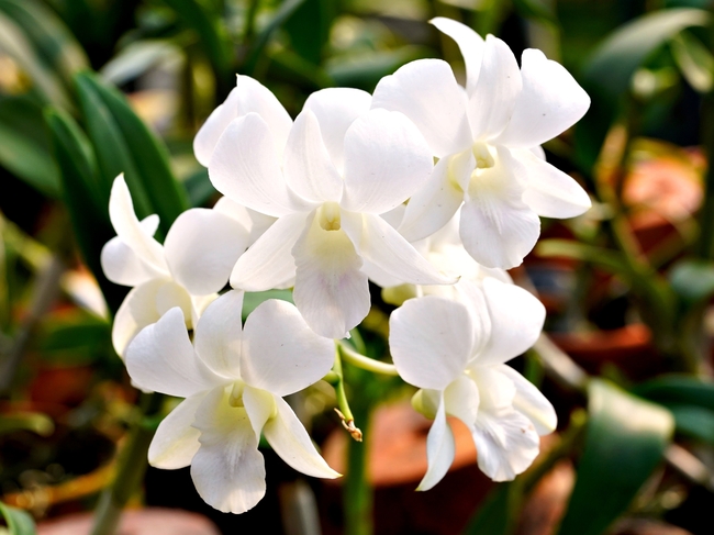 微距特写白兰花图片