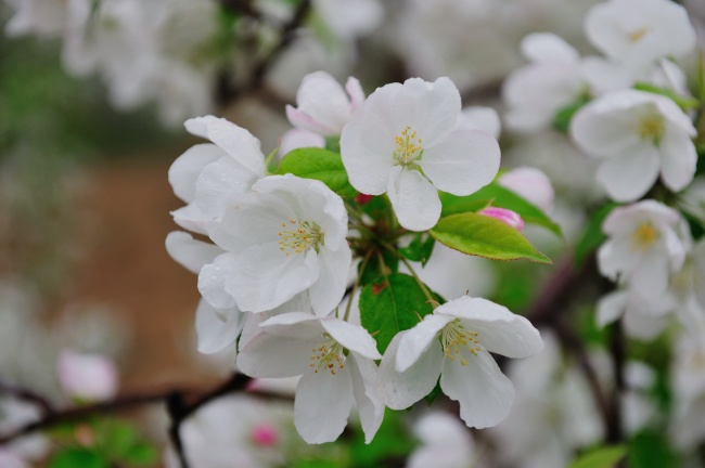 张家口海棠花图片