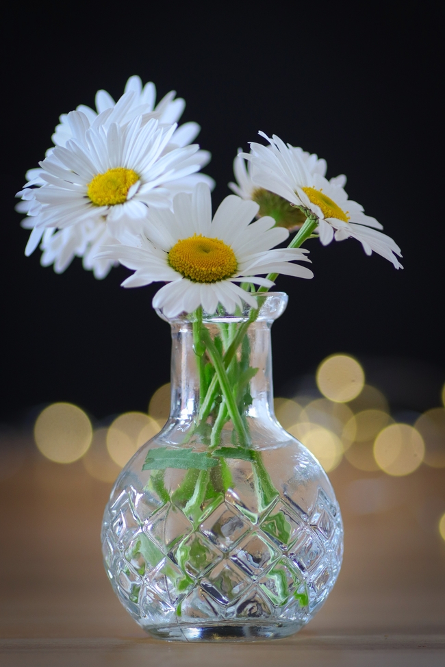 白色菊花静物插花图片