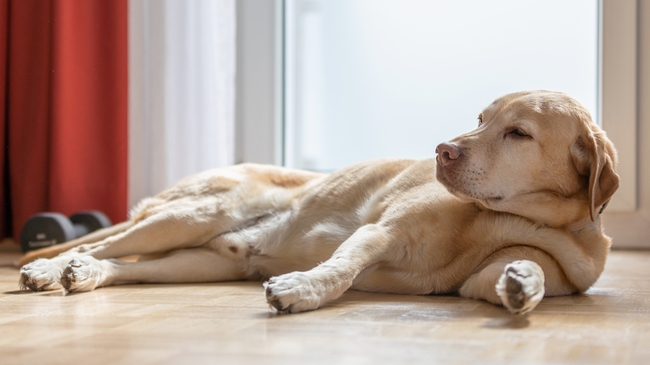 拉布拉多宠物犬图片