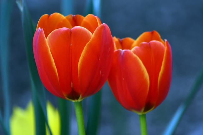 两朵橙色郁金香竞相开放图片