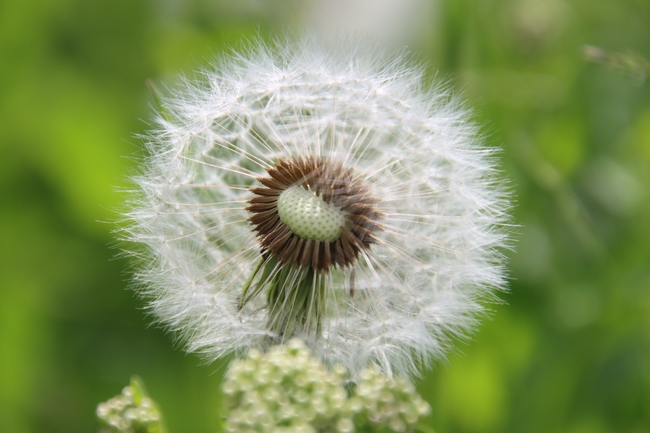 白色蒲公英植株摄影图片