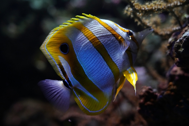 水族馆蝶鱼图片