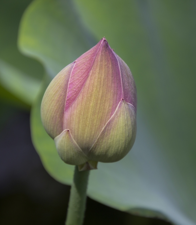 粉色莲花花苞含苞待放图片