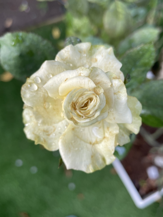 娇艳欲滴白色蔷薇植物图片