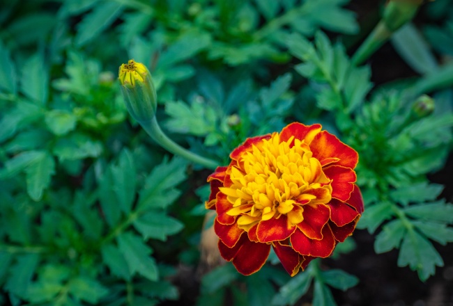 万寿菊花朵摄影图片