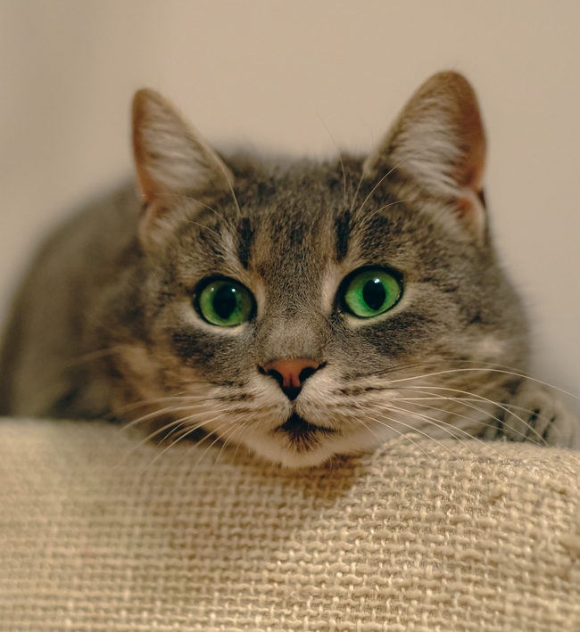 正在发呆的可爱小萌猫摄影图片