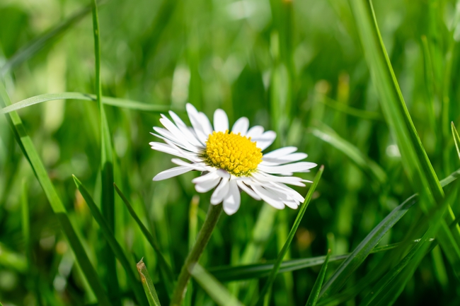 春天绿色草丛小雏菊摄影图片