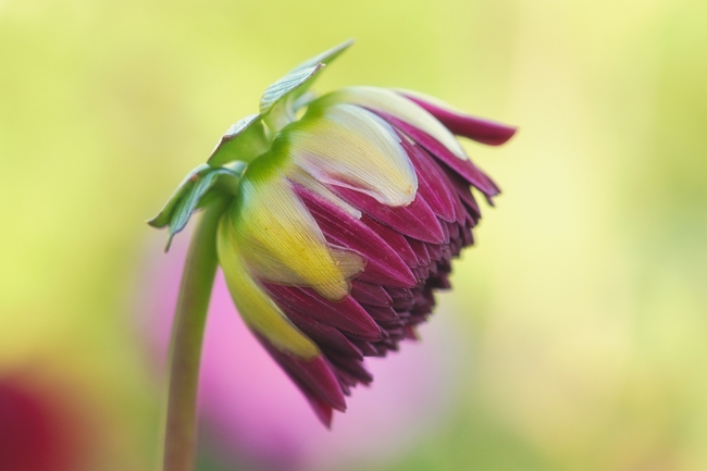 含苞待放大丽花花蕾摄影图片