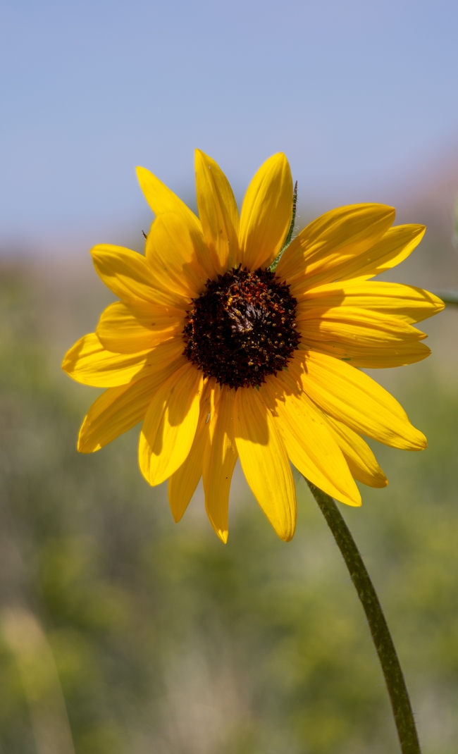 夏日小向日葵花图片