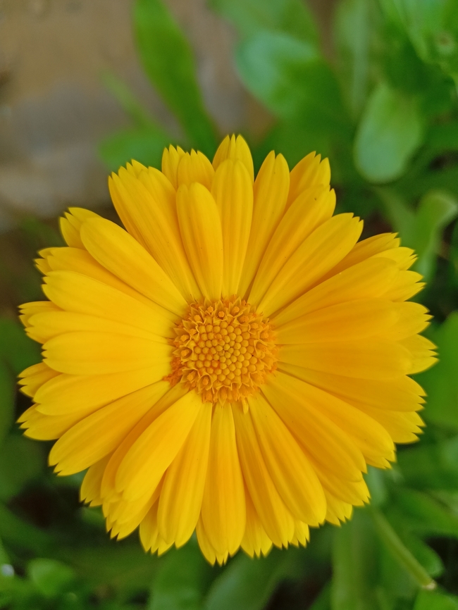 黄色菊花微距特写摄影图片