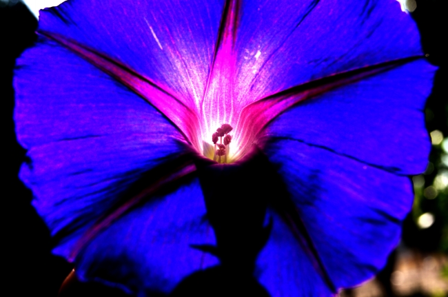 紫色牵牛花图片下载