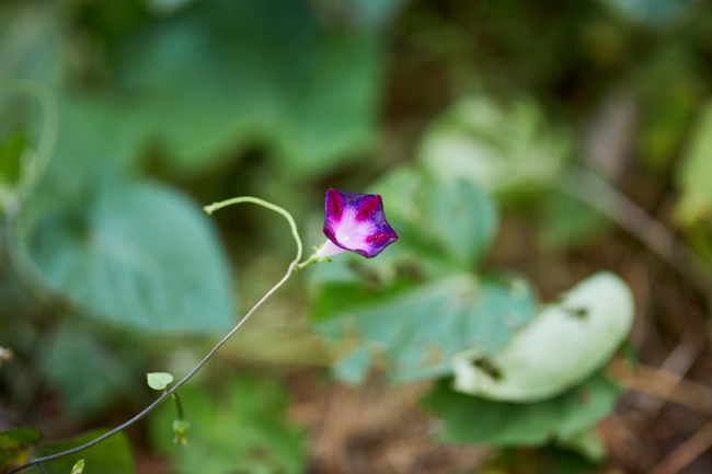 紫色矮牵牛花图片