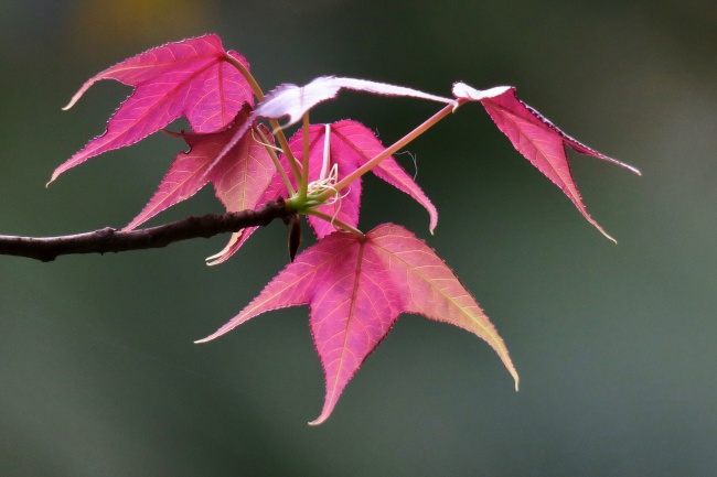 春天红色嫩叶图片
