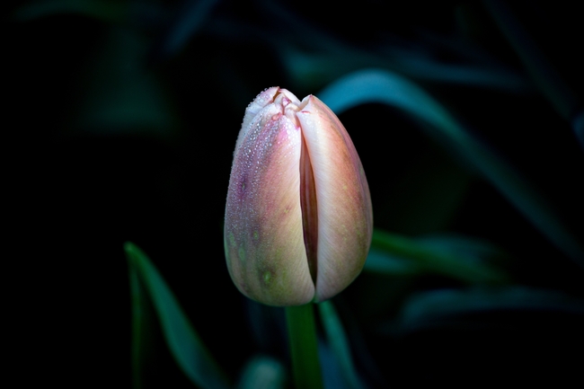 秋天含苞待放粉色郁金香图片