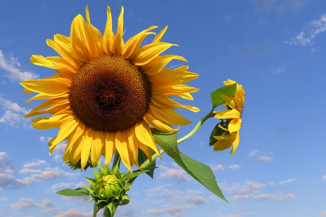 夏日蓝色天空向日葵图片