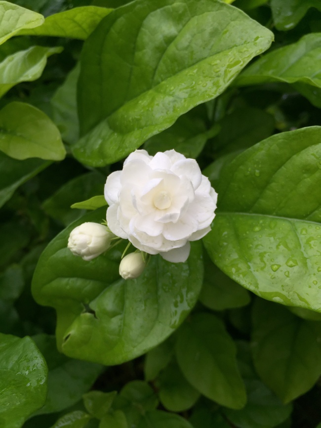 一朵白色茉莉花图片