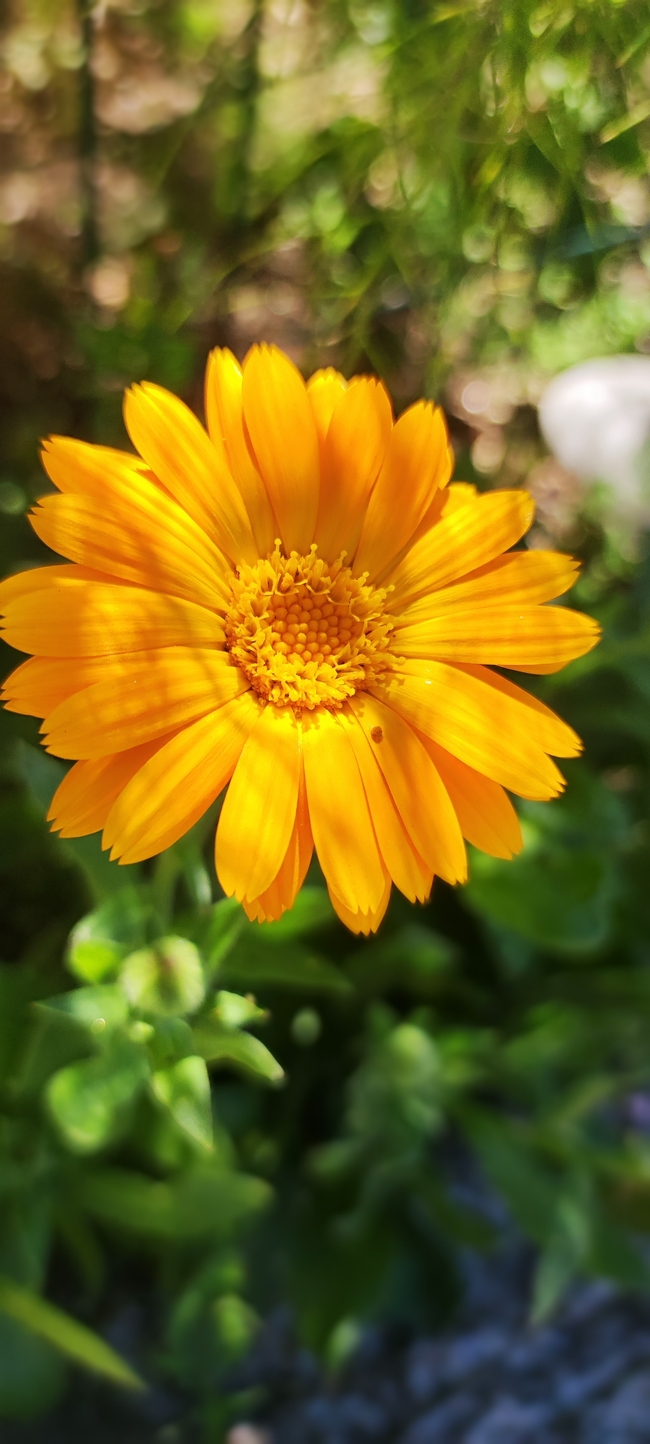 黄色妖艳的金盏菊图片