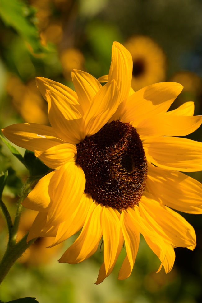 金色灿烂太阳花图片