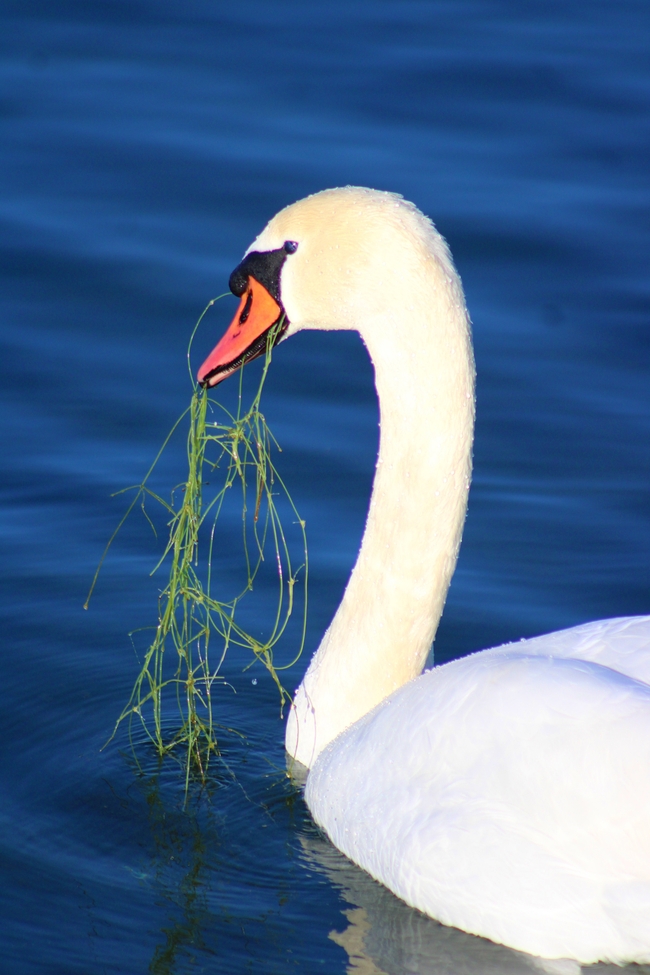 湖边美丽白天鹅图片