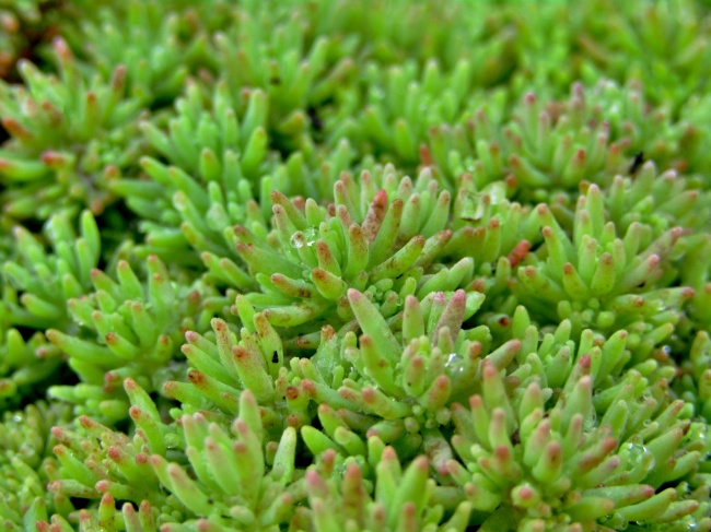 绿色多肉盆栽植物图片