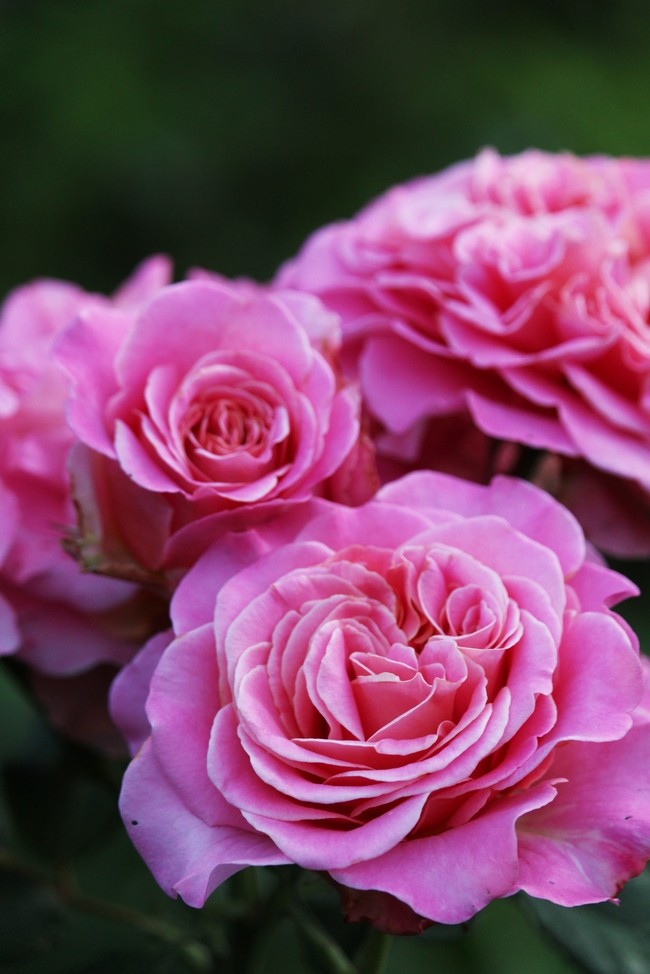 大朵粉色玫瑰花图片