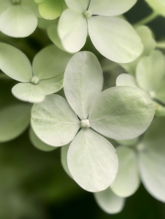 微距皮吉绣球花摄影图片