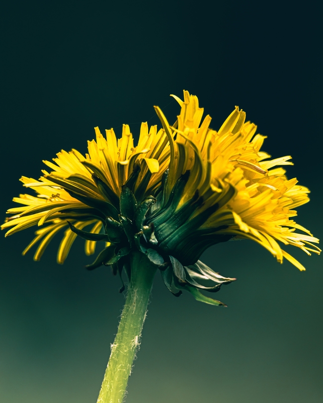 春天黄色蒲公英花微距摄影图片