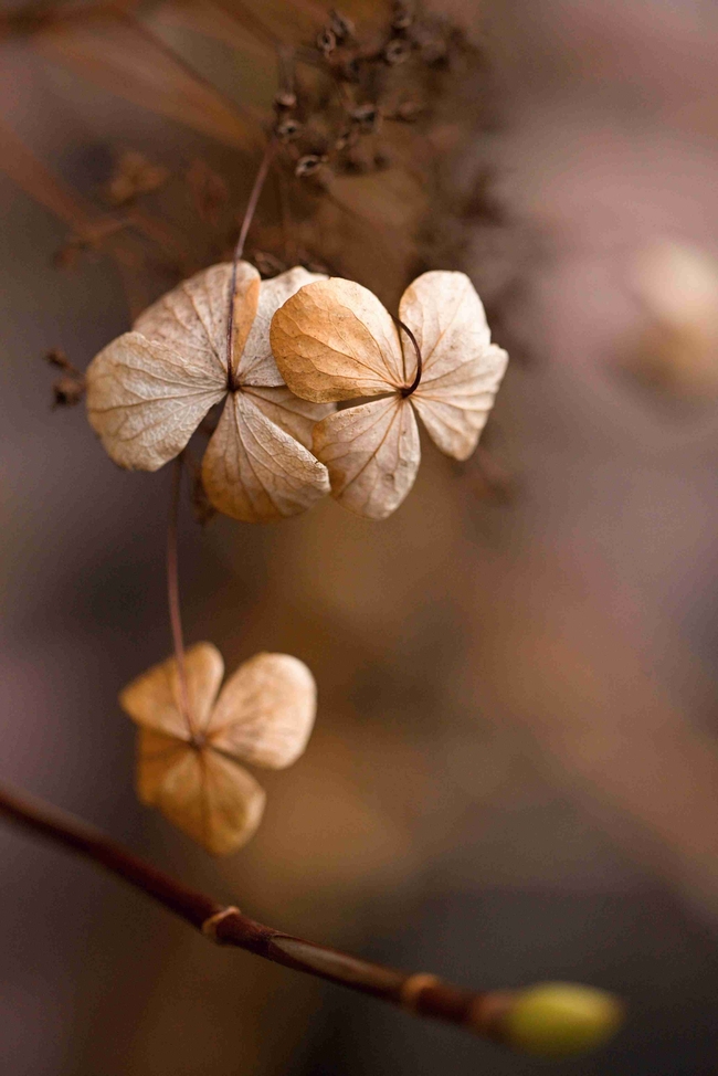 秋天枯萎的四叶草摄影图片