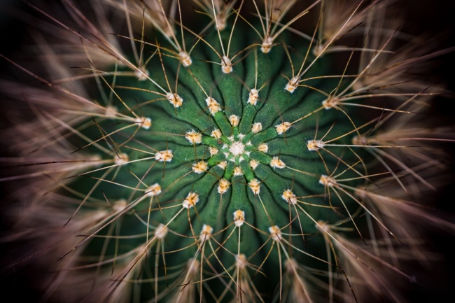 仙人球俯视平面图