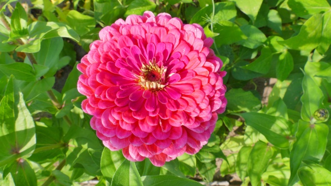 灿烂百日草花朵图片