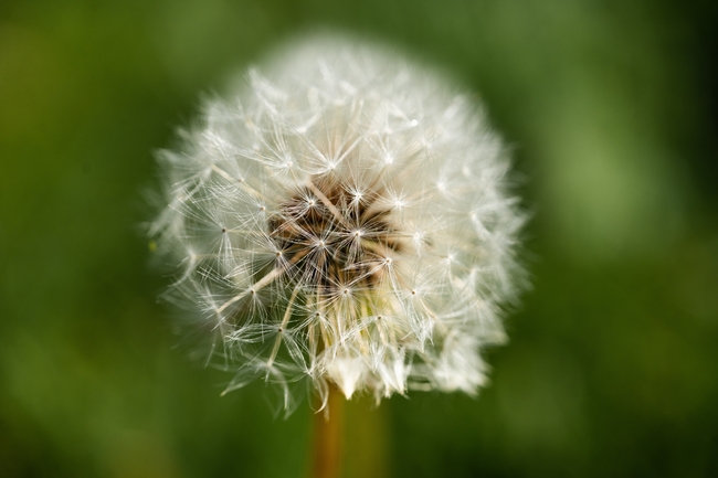 野生蒲公英种子微距特写摄影图片