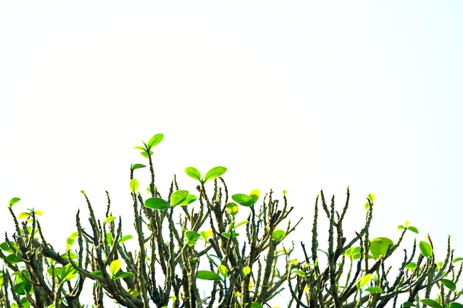 树枝冒出嫩芽图片