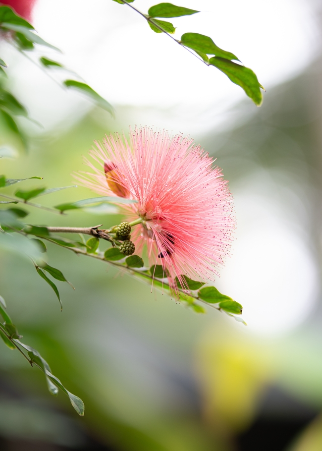 红色合欢花微距特写摄影图片