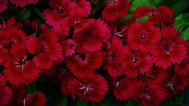 红色野生石竹花摄影图片