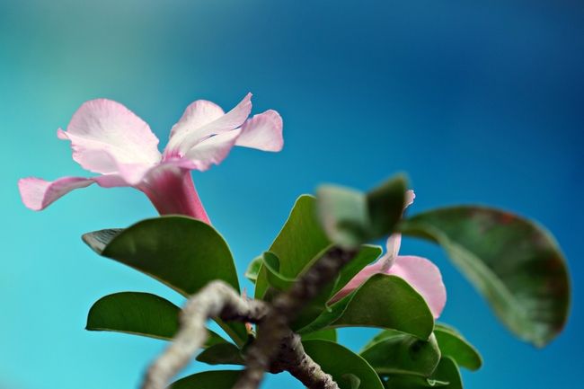 绿色枝叶上的粉色鲜花图片