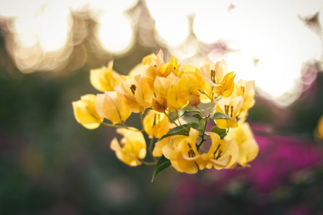 黄色九重葛花图片